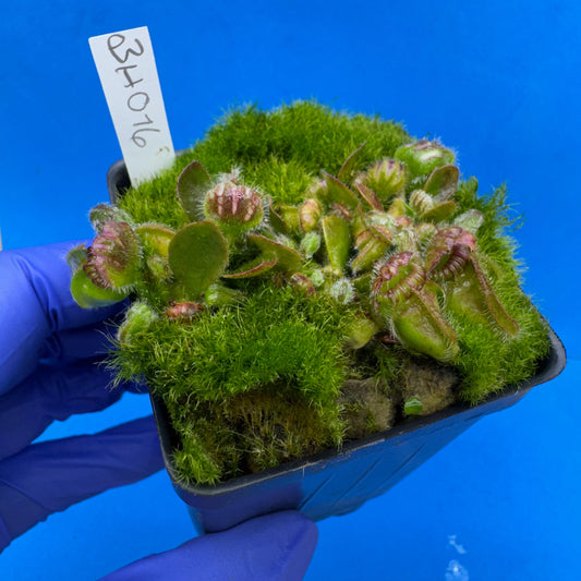 Cephalotus follicularis “Behemoth” (“UC Davis” X ‘OG Black’)