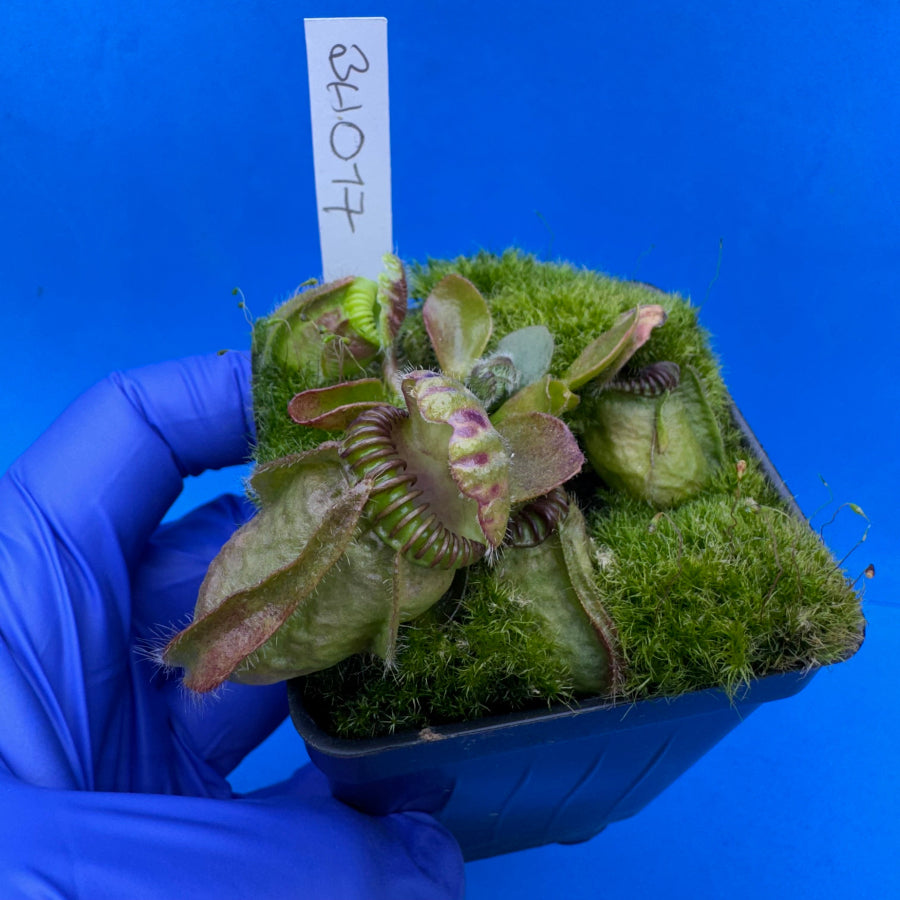 Cephalotus follicularis “Behemoth” (“UC Davis” X ‘OG Black’)