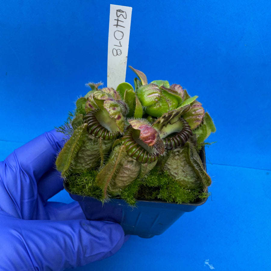 Cephalotus follicularis “Behemoth” (“UC Davis” X ‘OG Black’)