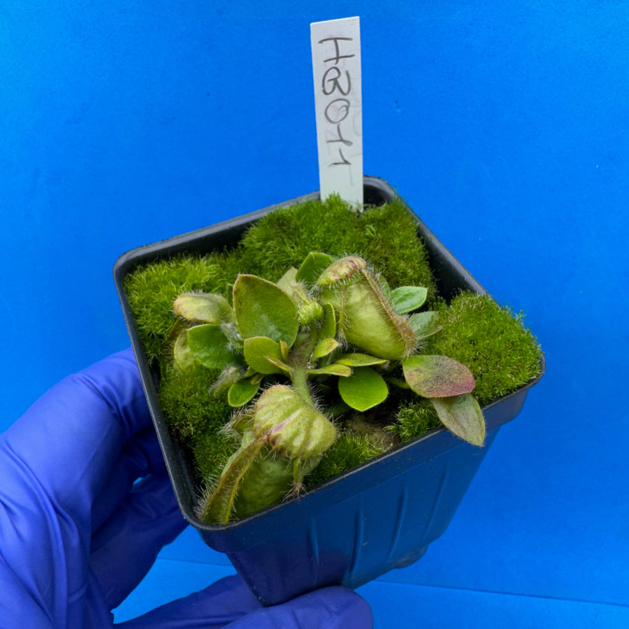 Cephalotus follicularis “Humbog” (('Hummer’s Giant’ X Self) X ‘OG Black’)