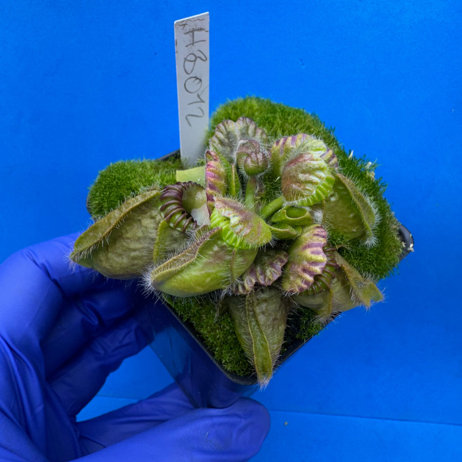 Cephalotus follicularis “Humbog” (('Hummer’s Giant’ X Self) X ‘OG Black’)