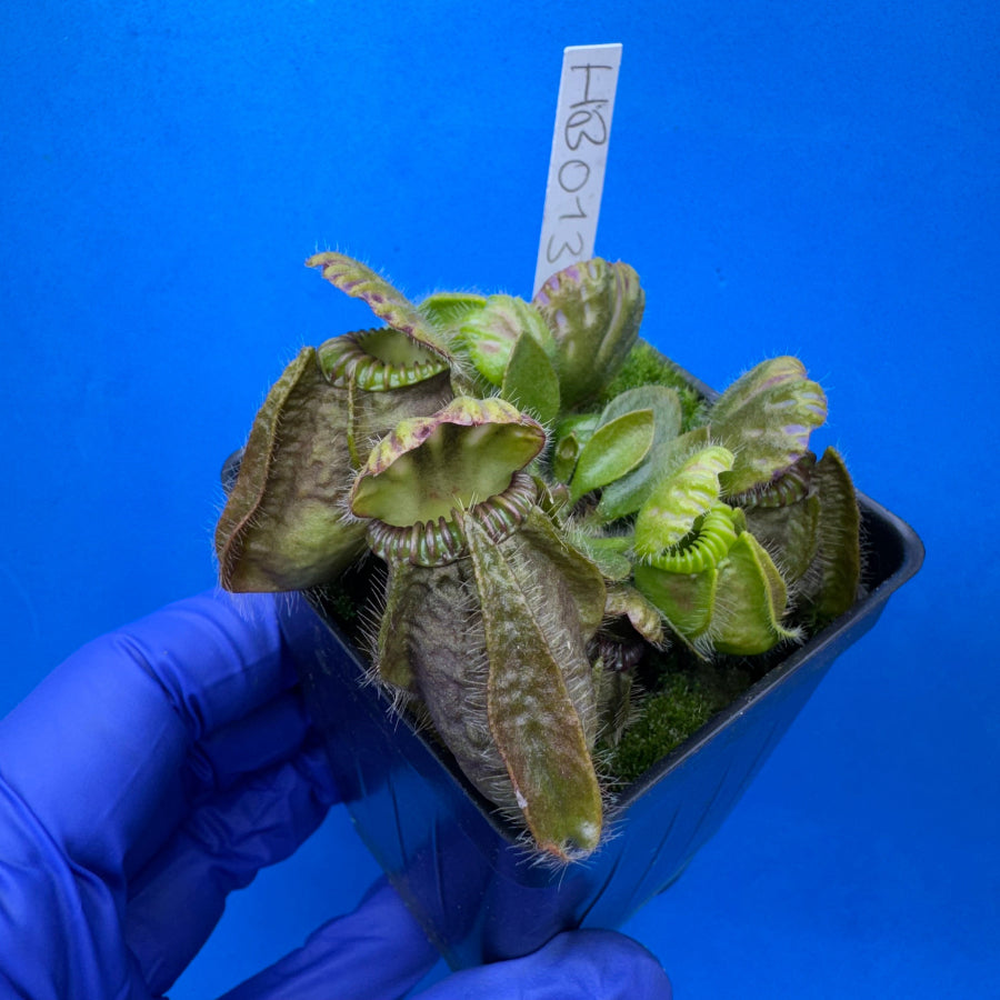 Cephalotus follicularis “Humbog” (('Hummer’s Giant’ X Self) X ‘OG Black’)