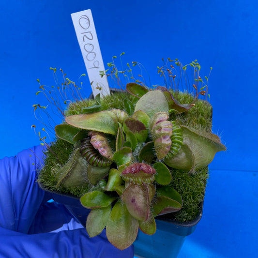 Cephalotus follicularis “Ogre” (‘OG Black’ X “Coalmine Beach”)