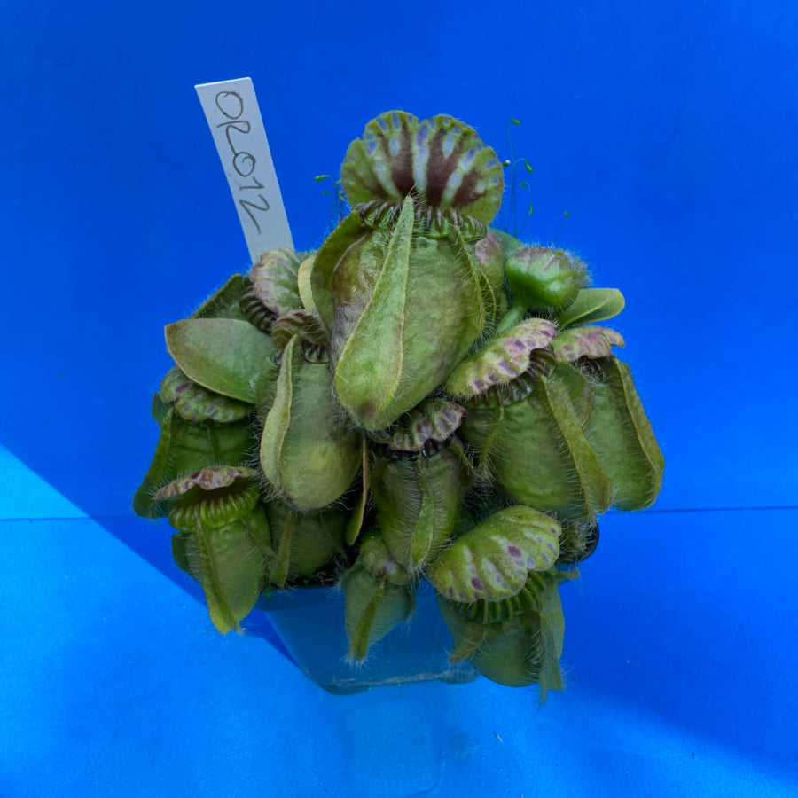 Cephalotus follicularis “Ogre” (‘OG Black’ X “Coalmine Beach”)