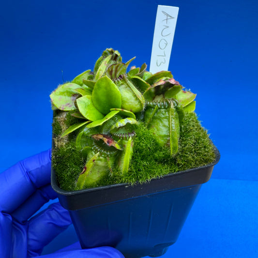 Cephalotus follicularis “Anthracite” (“Coalmine Beach” X ‘OG Black’)