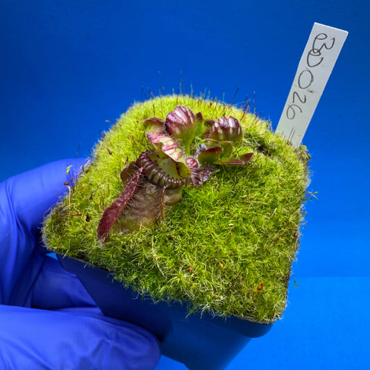 Cephalotus follicularis “Bogduc” (‘OG Black’ X “UC Davis”)