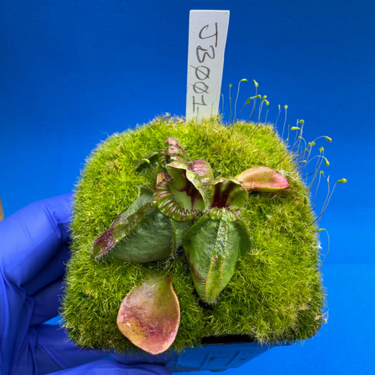 Cephalotus follicularis “Jewelbog” (“Julie Jones” X ‘OG Black’)