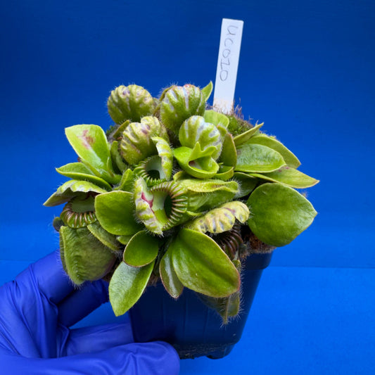 Cephalotus follicularis “UC Davis”