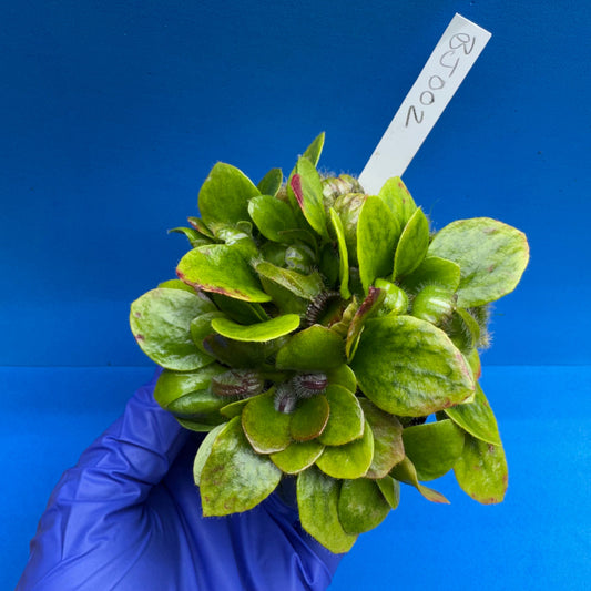Cephalotus follicularis “Bogjewels” (‘OG Black’ X “Julie Jones”)