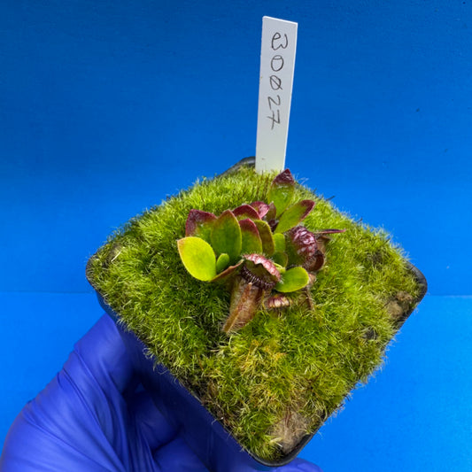 Cephalotus follicularis “Bogduc” (‘OG Black’ X “UC Davis”)