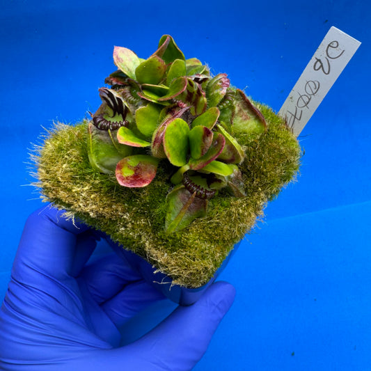 Cephalotus follicularis “Ducbog” (“UC Davis” X ‘OG Black’)