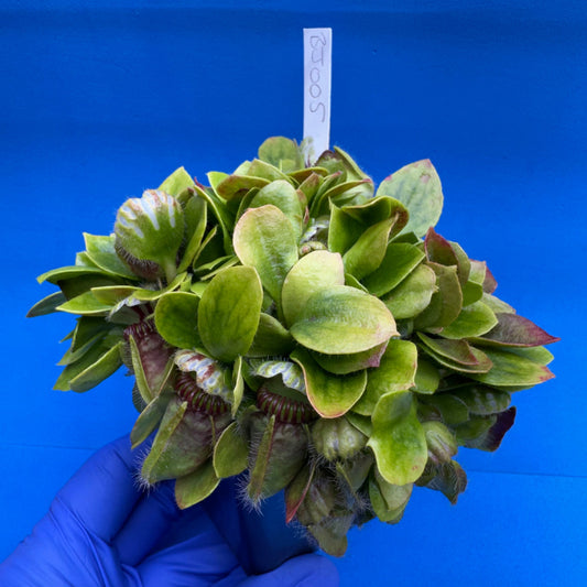 Cephalotus follicularis “Bogjewels” (‘OG Black’ X “Julie Jones”)