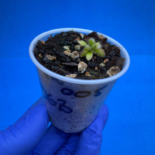 Cephalotus follicularis ‘OG Black’