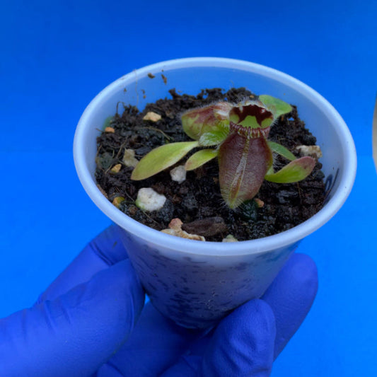 Cephalotus follicularis ‘OG Black’