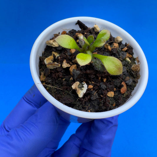 Cephalotus follicularis “Anthracite” (“Coalmine Beach” X ‘OG Black’)