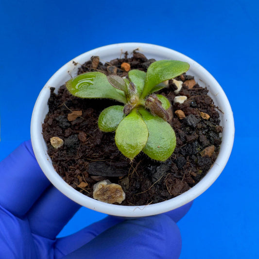 Cephalotus follicularis “Anthracite” (“Coalmine Beach” X ‘OG Black’)
