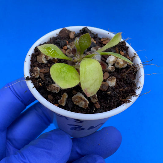 Cephalotus follicularis “Blackmine” (‘OG Black’ X “Coalmine Beach”)