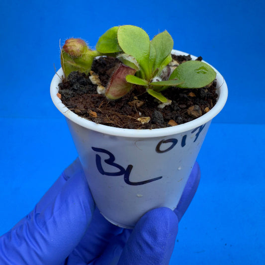 Cephalotus follicularis “Blix Goblin” (‘OG Black’ X (‘Hummer’s Giant’ X Self))