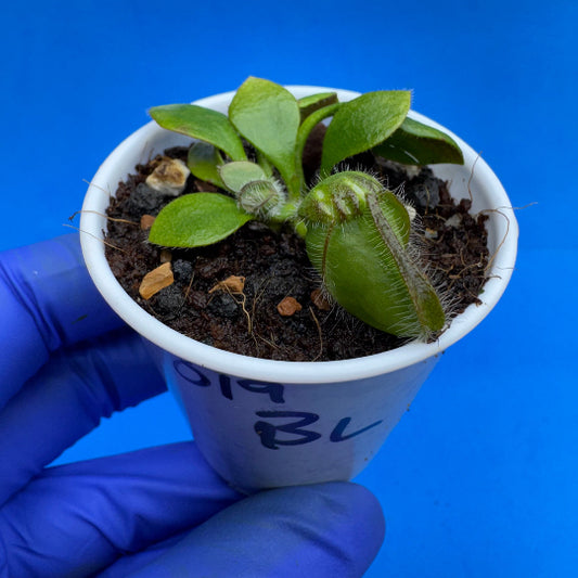 Cephalotus follicularis “Blix Goblin” (‘OG Black’ X (‘Hummer’s Giant’ X Self))