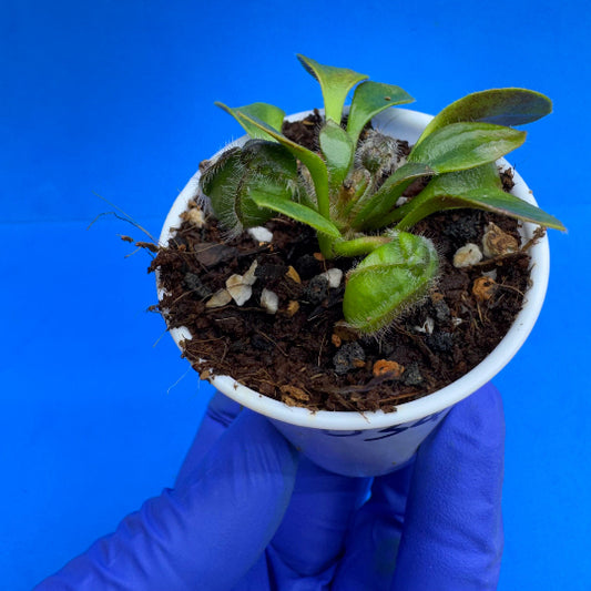 Cephalotus follicularis “Bogduc” (‘OG Black’ X “UC Davis”)