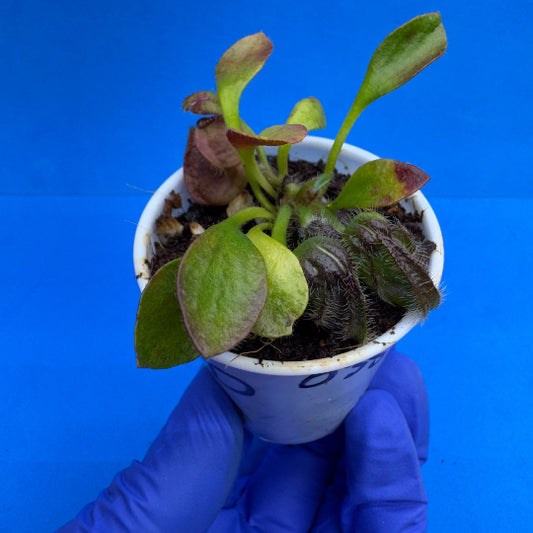 Cephalotus follicularis “Bogduc” (‘OG Black’ X “UC Davis”)