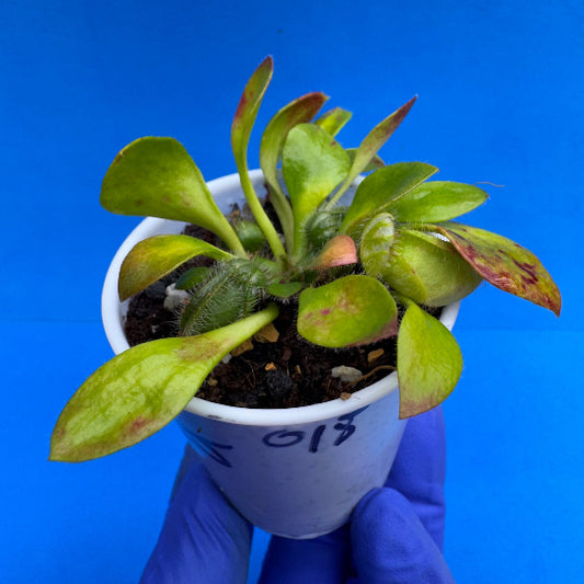 Cephalotus follicularis “Bogjewels” (‘OG Black’ X “Julie Jones”)