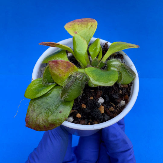 Cephalotus follicularis “Bogjewels” (‘OG Black’ X “Julie Jones”)