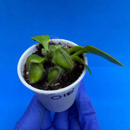 Cephalotus follicularis “Bogjewels” (‘OG Black’ X “Julie Jones”)