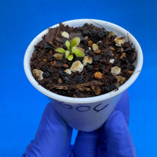 Cephalotus follicularis “Bogtanical” (‘OG Black’ X “UC Davis”)
