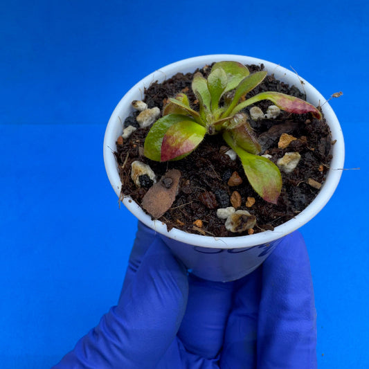 Cephalotus follicularis “Bogtanical” (‘OG Black’ X “UC Davis”)