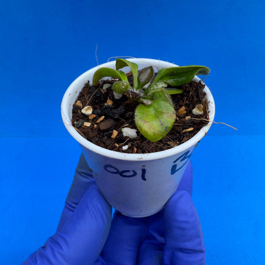 Cephalotus follicularis “Bubble Giant”