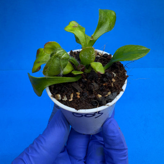 Cephalotus follicularis “Bubble Giant”