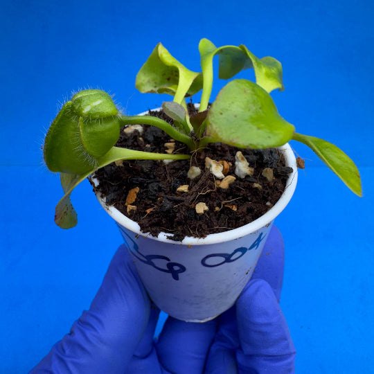 Cephalotus follicularis “Bubble Giant”