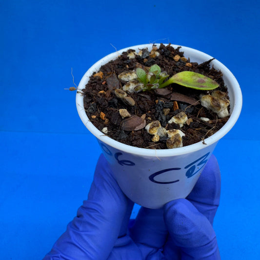 Cephalotus follicularis “Coalbog” (“Coalmine Beach” X ‘OG Black’)