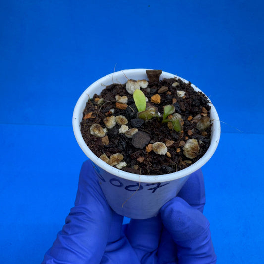 Cephalotus follicularis “Coalbog” (“Coalmine Beach” X ‘OG Black’)