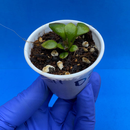 Cephalotus follicularis “Ducbog” (“UC Davis” X ‘OG Black’)