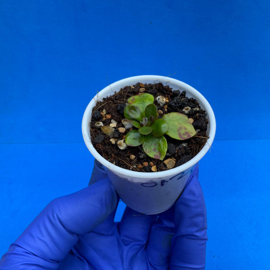Cephalotus follicularis “Ducbog” (“UC Davis” X ‘OG Black’)