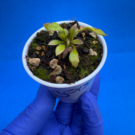 Cephalotus follicularis “Humbog” (('Hummer’s Giant’ X Self) X ‘OG Black’)