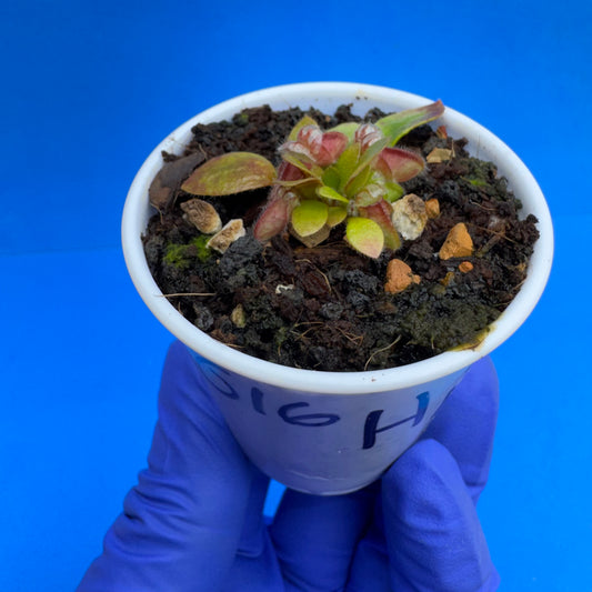 Cephalotus follicularis “Humbog” (('Hummer’s Giant’ X Self) X ‘OG Black’)