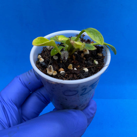 Cephalotus follicularis “Ogre” (‘OG Black’ X “Coalmine Beach”)