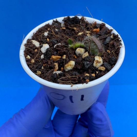 Cephalotus follicularis “UC Davis”