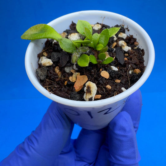 Cephalotus follicularis “UC Davis”