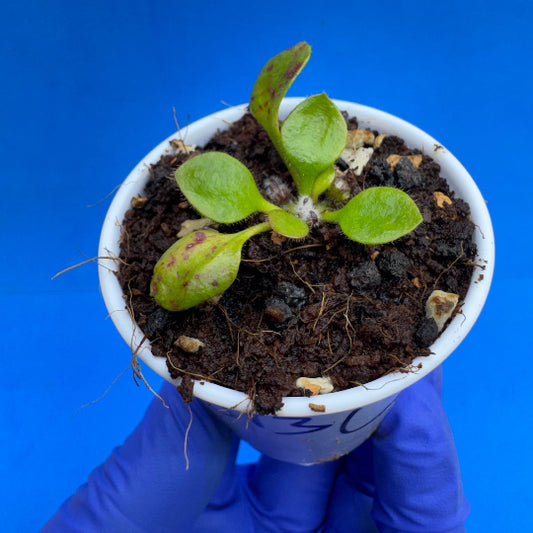 Cephalotus follicularis “UC Davis”